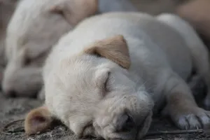 Close-up of playful puppies sleeping peacefully outdoors, capturing their adorable innocence. jigsaw puzzle