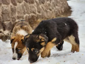 Two playful puppies explore snow-covered ground, enjoying winter in Tehran, Iran. jigsaw puzzle