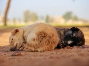 Close-up of two adorable puppies sleeping peacefully on the ground outdoors. jigsaw puzzle