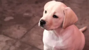 Cute Labrador Retriever puppy sitting on tiled floor looking up attentively. jigsaw puzzle
