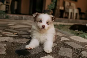 Adorable fluffy puppy with blue eyes lying on a stone patio outdoors. jigsaw puzzle