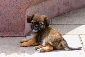 Cute brown puppy resting on a stone pavement in Huaraz, Peru, enjoying a sunny day. jigsaw puzzle
