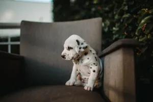 Cute Dalmatian puppy sitting on a chair surrounded by greenery, captured during daytime. jigsaw puzzle