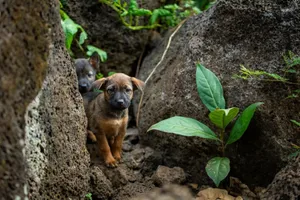 Cute puppies curiously exploring a rocky area with greenery around them. jigsaw puzzle
