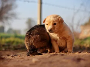 Two puppies sitting on a sunlit dirt path, capturing a heartwarming moment of innocence. jigsaw puzzle