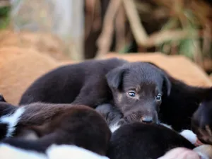 Close-up of cute puppies lying together, showcasing innocence and tenderness. jigsaw puzzle