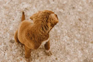 A cute brown puppy looks back, sitting on a sandy path, capturing a playful moment. jigsaw puzzle
