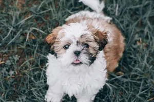 Cute Shih Tzu puppy sitting on grass with happy expression. jigsaw puzzle