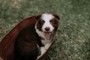 Cute Border Collie puppy happily sitting outside in a basket on the grass. jigsaw puzzle