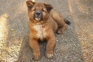 Adorable fluffy puppy lying on gravel, capturing a peaceful moment in the sunshine. jigsaw puzzle