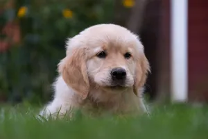 Cute golden retriever puppy lying on lush green grass, captivating close-up shot. jigsaw puzzle