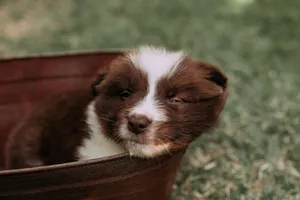 A cute brown and white puppy rests playfully in a basket on a grassy lawn, captured in natural light. jigsaw puzzle