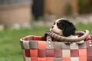 Adorable Cavalier King Charles Spaniel puppy sitting in a colorful woven basket on a grassy lawn. jigsaw puzzle