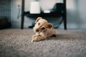 Cute puppy lying on carpet, chewing a stick indoors, showcasing innocence and playfulness. jigsaw puzzle