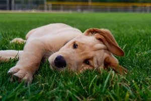 Cute Labrador Retriever puppy lying on green grass in Mankato, Minnesota. jigsaw puzzle