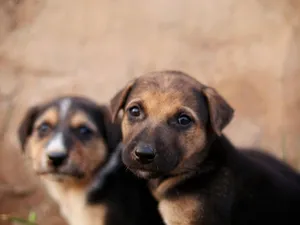 Charming close-up of two puppies with expressive eyes sitting outdoors. jigsaw puzzle
