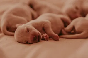 A close-up of newborn puppies peacefully sleeping together, captured in soft, warm tones. jigsaw puzzle