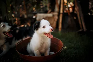 A cute Border Collie puppy sitting in a tub outdoors, exuding happiness. jigsaw puzzle