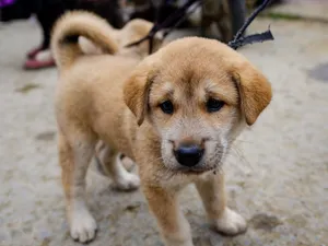 Cute puppy captured at a market in Lào Cai, Vietnam, showcasing its playful expression. jigsaw puzzle