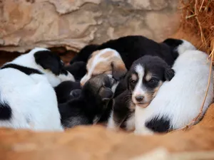 Close-up of several mixed-breed puppies cuddled together, showcasing their adorable and peaceful slumber. jigsaw puzzle
