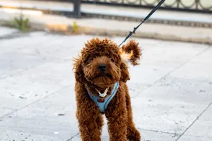 Cute brown Labradoodle puppy on a leash wearing a blue harness on a city street. jigsaw puzzle