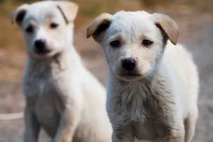 Two cute puppies posing outdoors in Patna, India, showcasing natural charm and innocence. jigsaw puzzle