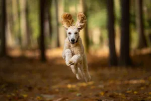 A lively poodle with flowing ears runs through a colorful autumn forest. jigsaw puzzle