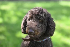 Charming brown poodle with curly fur posed in a sunlit garden setting, showcasing friendly expression. jigsaw puzzle
