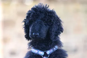 Adorable black poodle puppy with curly fur wearing a collar, captured in soft focus outdoors. jigsaw puzzle