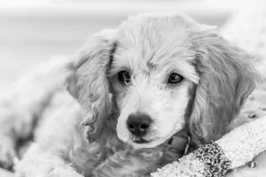 Adorable monochrome close-up of a poodle puppy with curly fur, capturing its inquisitive expression. jigsaw puzzle