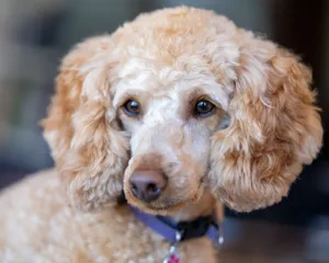 Cute dog with curly beige coat in collar looking away in daytime on blurred background jigsaw puzzle