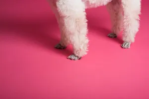 A cropped view of a poodle's fluffy legs set against a vibrant pink studio backdrop. jigsaw puzzle