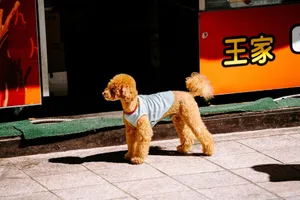 Poodle in blue outfit stands on an urban sidewalk, bathed in sunlight. jigsaw puzzle