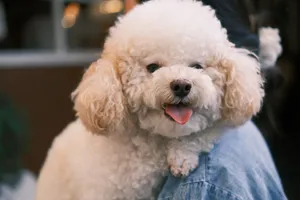 A cute Bichon Frise dog with curly white fur and tongue out, sitting on a person's shoulder indoors. jigsaw puzzle