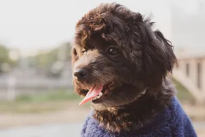 Adorable poodle in close-up outdoors with tongue out, radiating playful charm. jigsaw puzzle