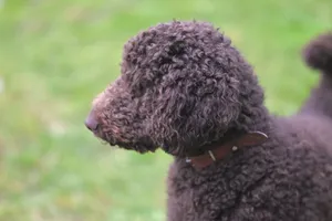 Close-up side profile of a fluffy brown poodle in a grassy field. jigsaw puzzle