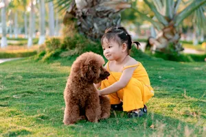 A young girl in yellow clothes plays with her poodle in a sunny park setting. jigsaw puzzle