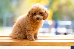 Cute and fluffy toy poodle puppy sitting on a wooden bench with a blurred outdoor background. jigsaw puzzle