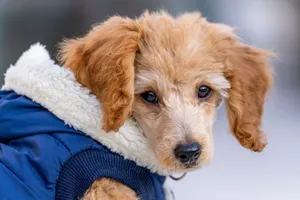 Cute Toy Poodle with brown fur wearing warm costume looking at camera while spending time on street in cold weather jigsaw puzzle