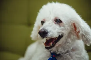 Charming portrait of a happy white poodle with a vibrant expression and fluffy fur. jigsaw puzzle