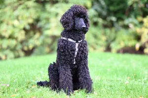 A beautiful black poodle with a curly coat sitting attentively on a vibrant green lawn. jigsaw puzzle