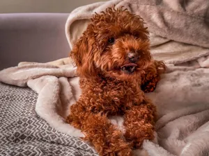 Charming brown poodle puppy lounging on a cozy blanket, showcasing its fluffy curls. jigsaw puzzle