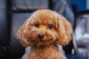 Cute and fluffy brown poodle puppy sitting indoors on a chair, showcasing its adorable smiling face. jigsaw puzzle