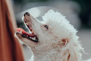 Close-up of a happy white poodle with mouth open, enjoying a sunny day. jigsaw puzzle