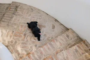 A small black poodle lies comfortably on sunlit brick stairs, sticking its tongue out. jigsaw puzzle