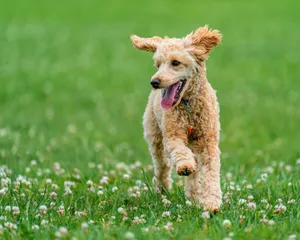Cute purebred dog with brown fur running with tongue out on colorful grass lawn with flowers and looking away jigsaw puzzle