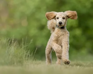 A happy poodle running through a vibrant green field, ears flapping joyfully. jigsaw puzzle