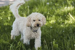 A curly-haired poodle enjoys a sunny day in a grassy field. Perfect for pet enthusiasts. jigsaw puzzle