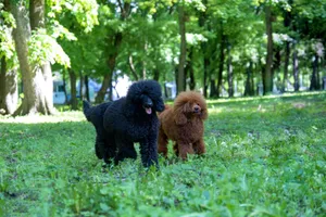 Two poodles enjoying a stroll in a sunlit park with lush greenery. jigsaw puzzle