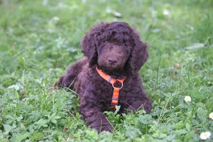 Cute brown curly-haired poodle puppy resting outdoors on a lush green lawn with a vibrant orange harness. jigsaw puzzle
